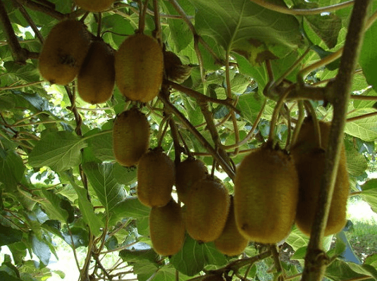 kiwi's