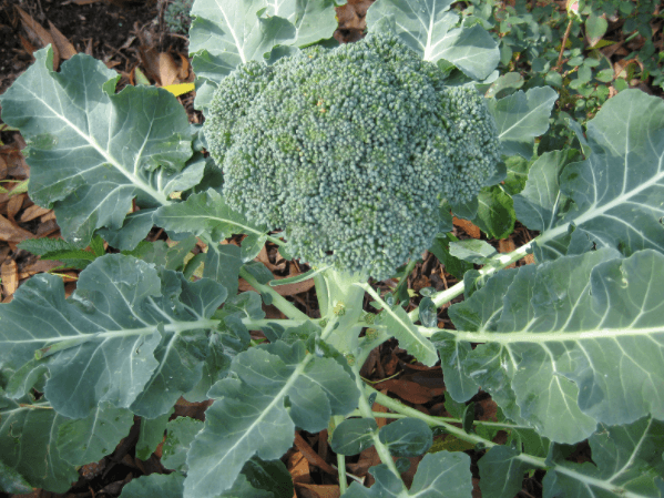 broccoli